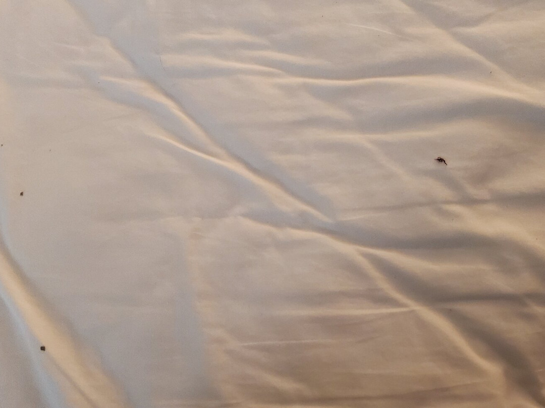 Red Roof Inn & Suites Hermitage主图