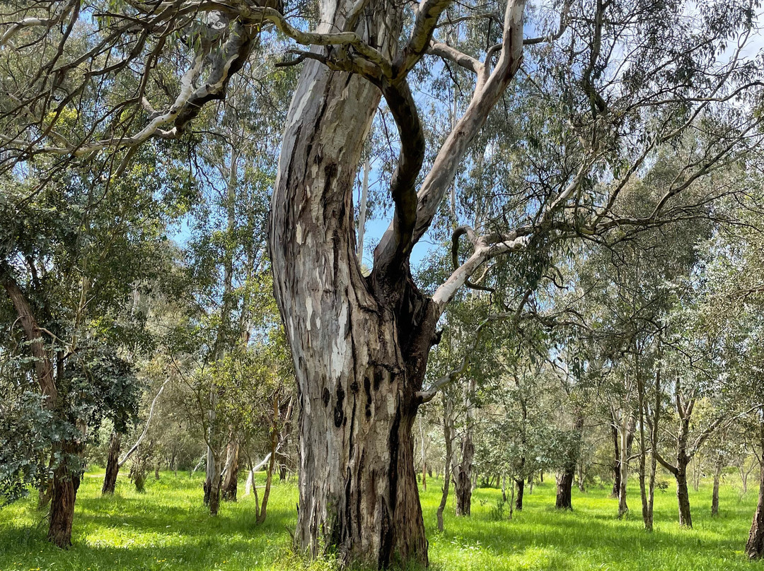 The Tumut Wetlands景点图片