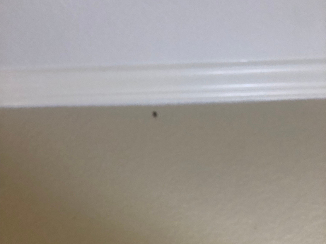 Suburban Extended Stay Birmingham Homewood主图