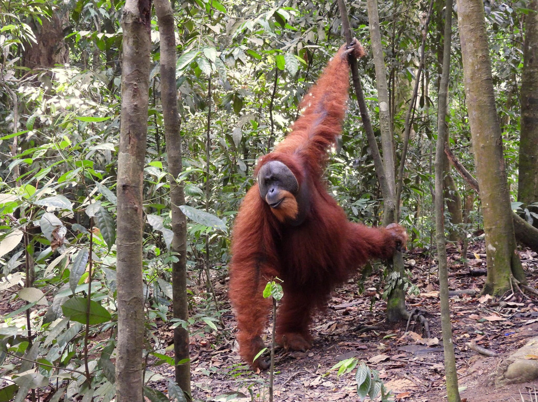 Explore Sumatra Trekking-武吉拉旺必去景点