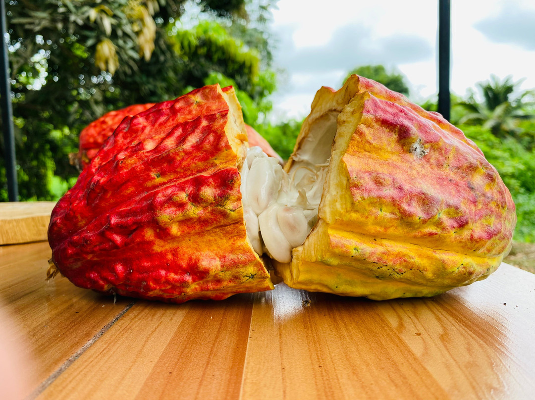 Hacienda Cacao y Mango景点图片