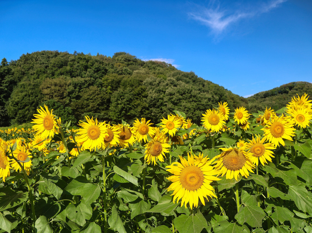 Kasakake Town Fukiage District Sunflower Flower Field景点图片