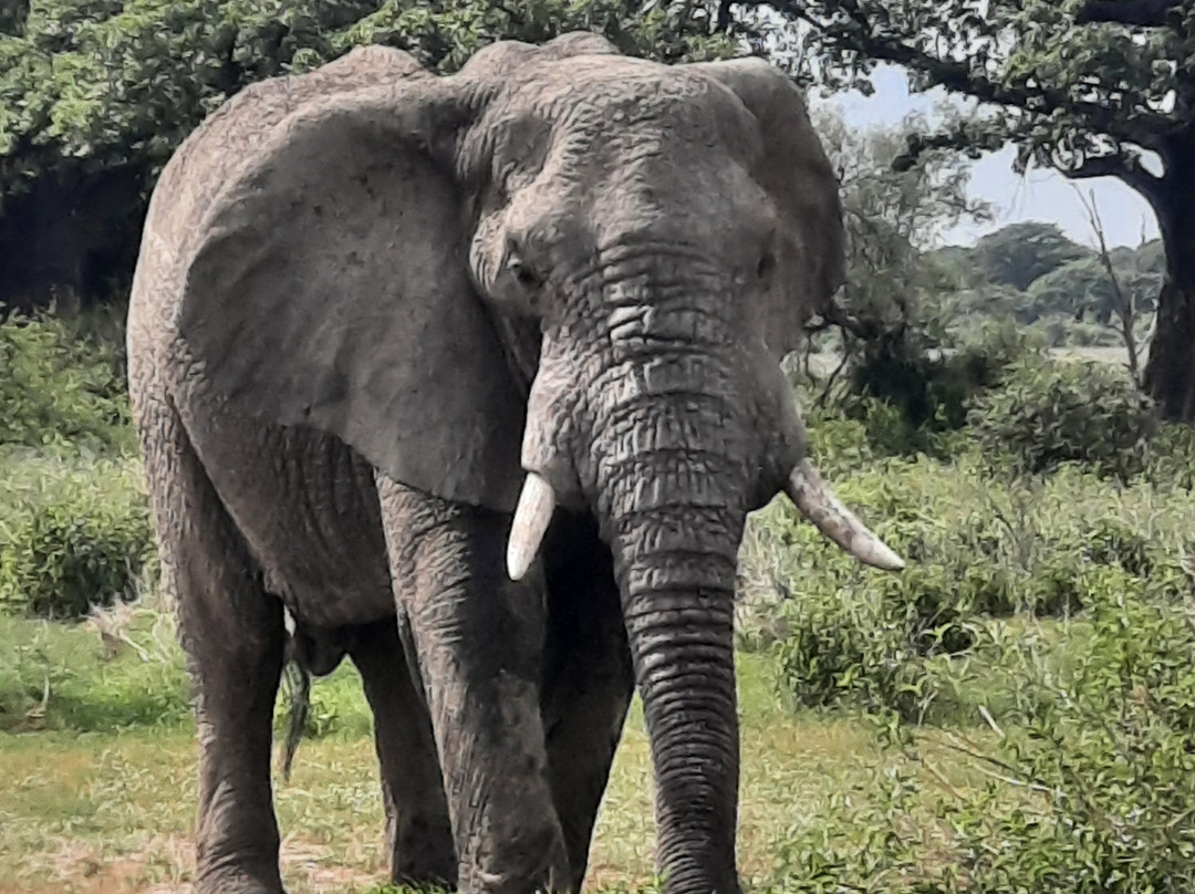 Mothalands Safari Tours Ltd-Iringa必去景点