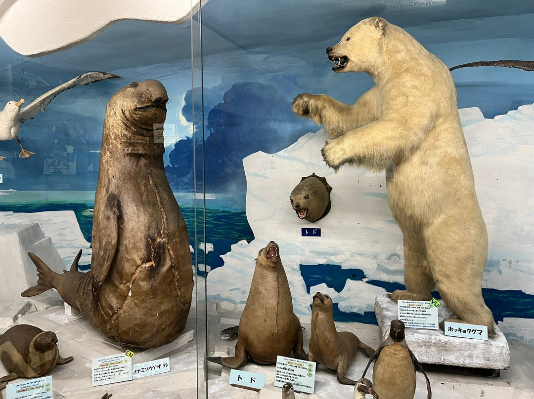Tsuyama Nature & Mystery Museum-津山市必去景点