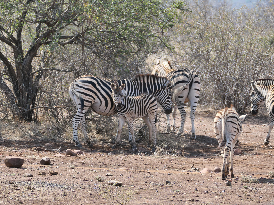 Sadaka Safaris-贝拉贝拉必去景点