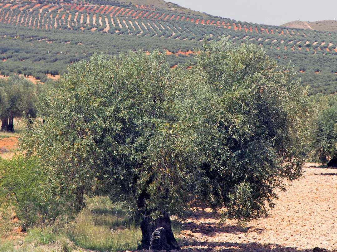 Castillo de Peñas Negras-Mora必去景点