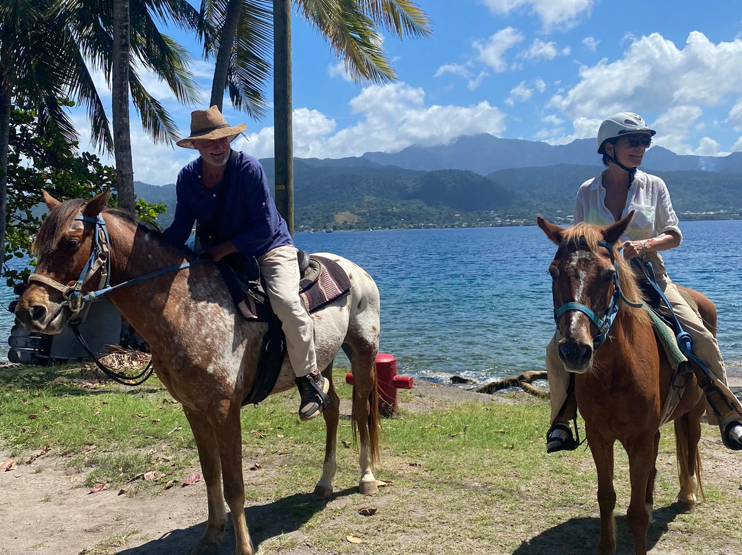 Rainforest Riding-Portsmouth必去景点