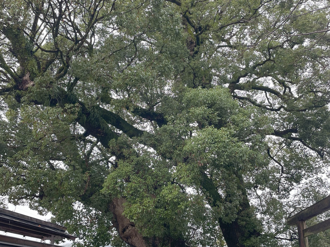 Owase Shrine景点图片