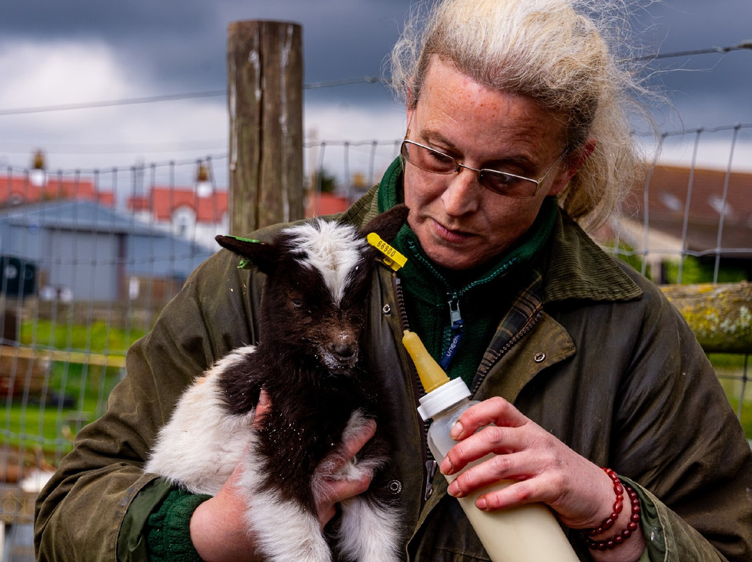 Hadleigh Farm - Rare Breeds Centre景点图片