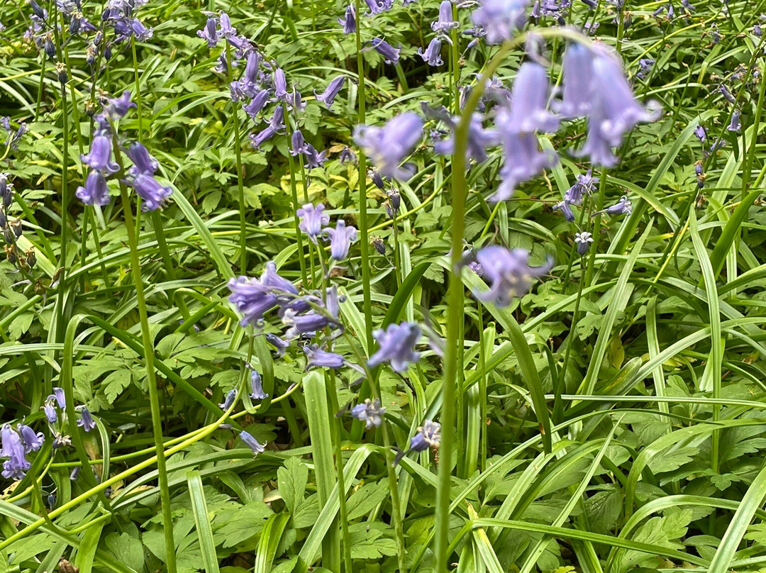 Arlington Bluebell Walk景点图片