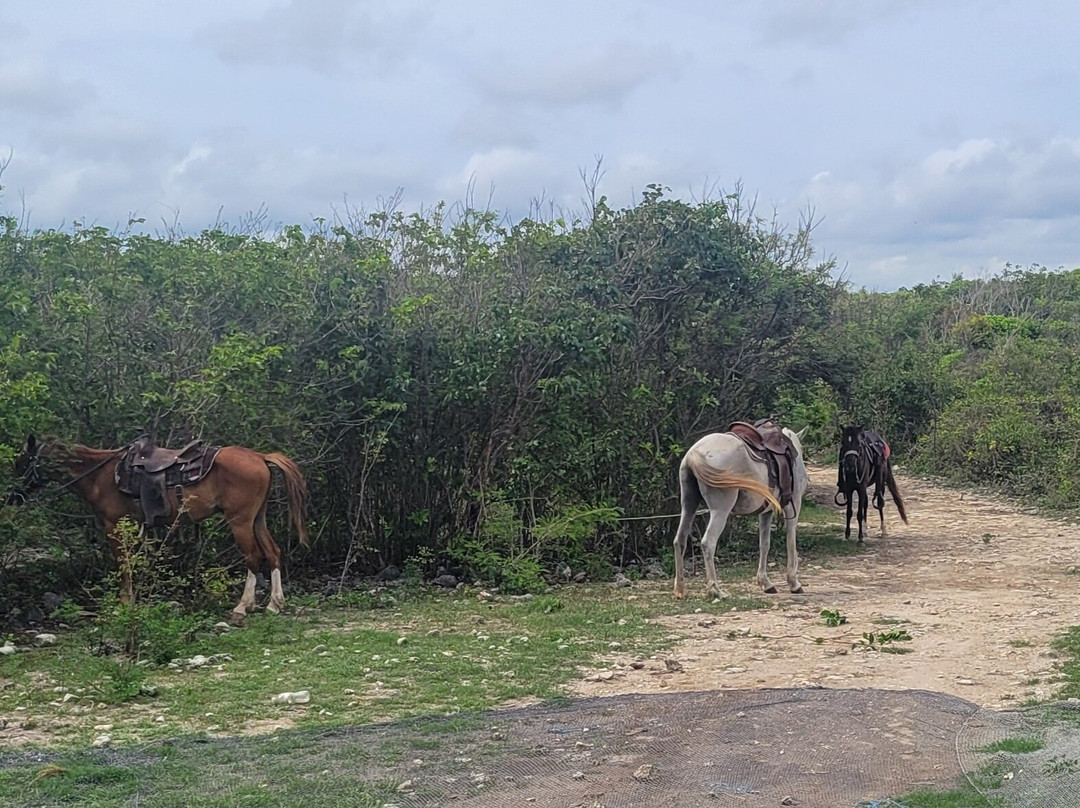 Hidalgo Horses Aventuras景点图片