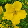 zetani