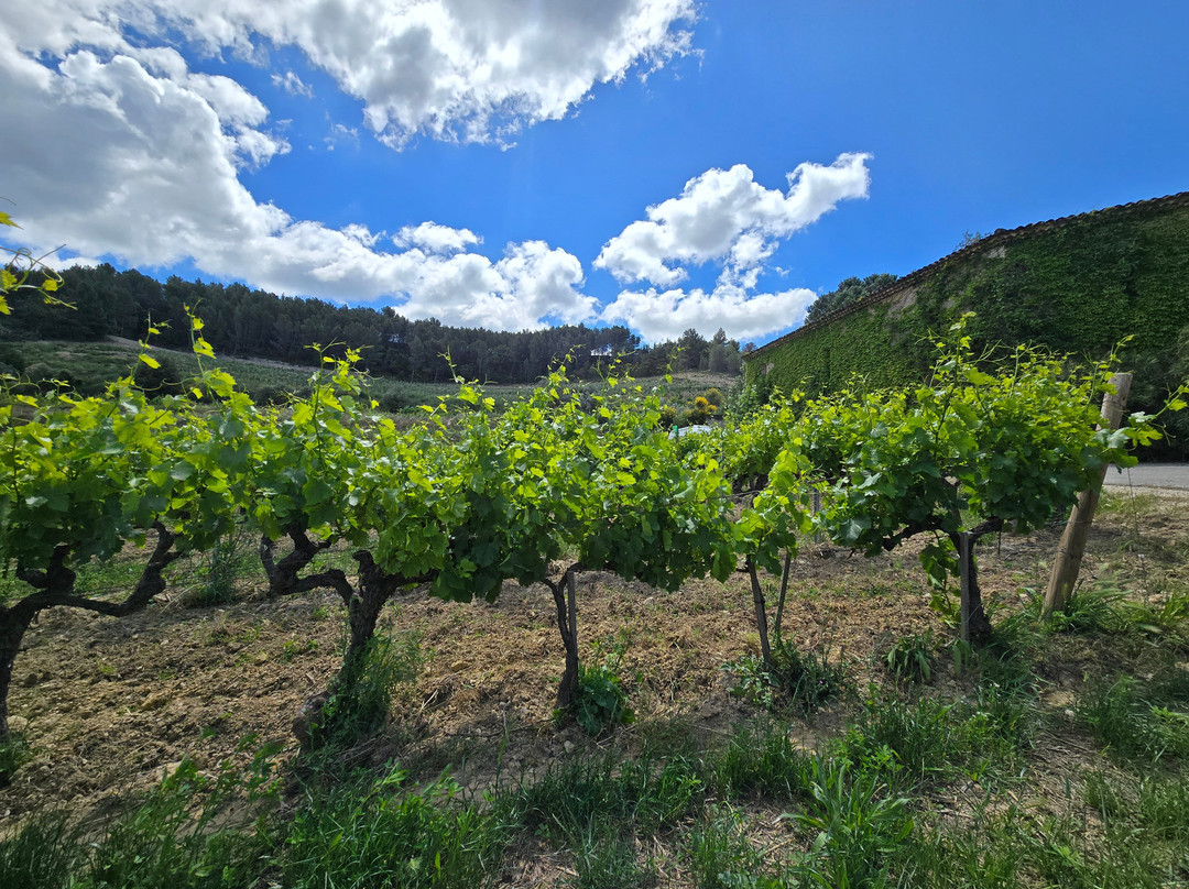 DOMAINE DU BOSQUET DES PAPES景点图片