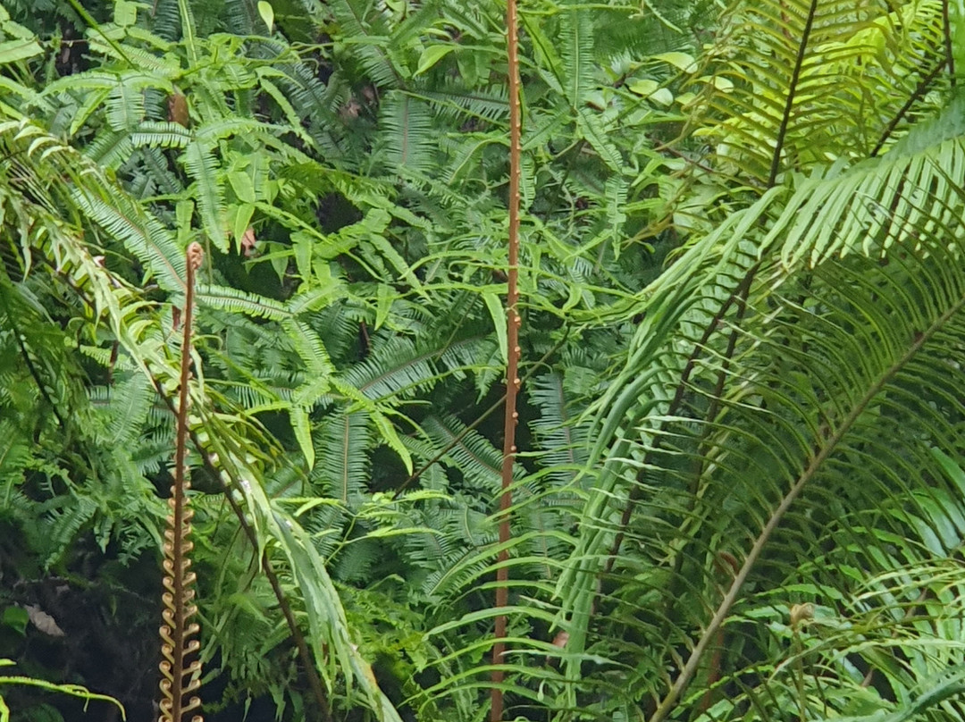 Deramakot Forest Reserve-山打根必去景点