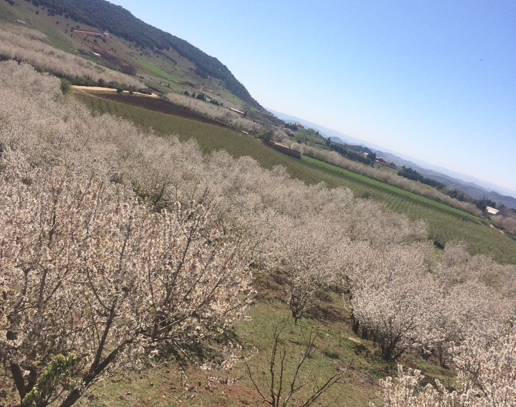 L'Auberge Berbere主图