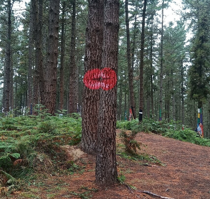 Bosque De Oma景点图片
