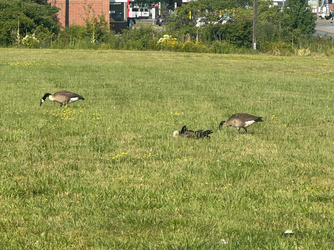 Cobblestone Hotel & Suites - Greenville主图