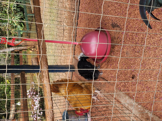 Fazendinha Ecológica Três Irmãos-Lagoa Dourada必去景点