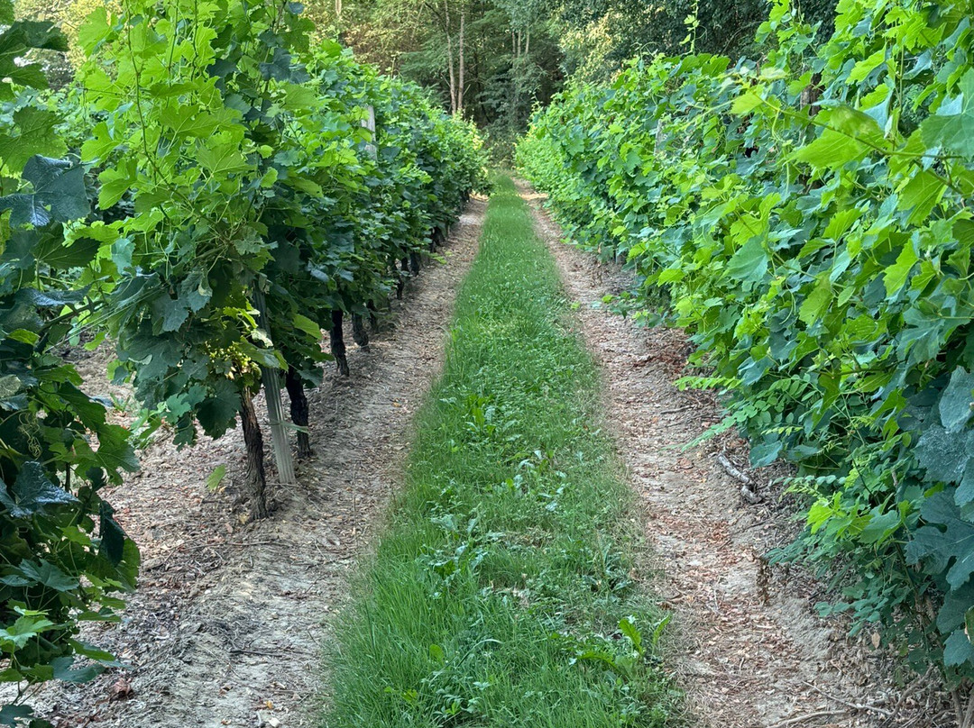 皮埃尔玫瑰住宿加早餐旅馆主图