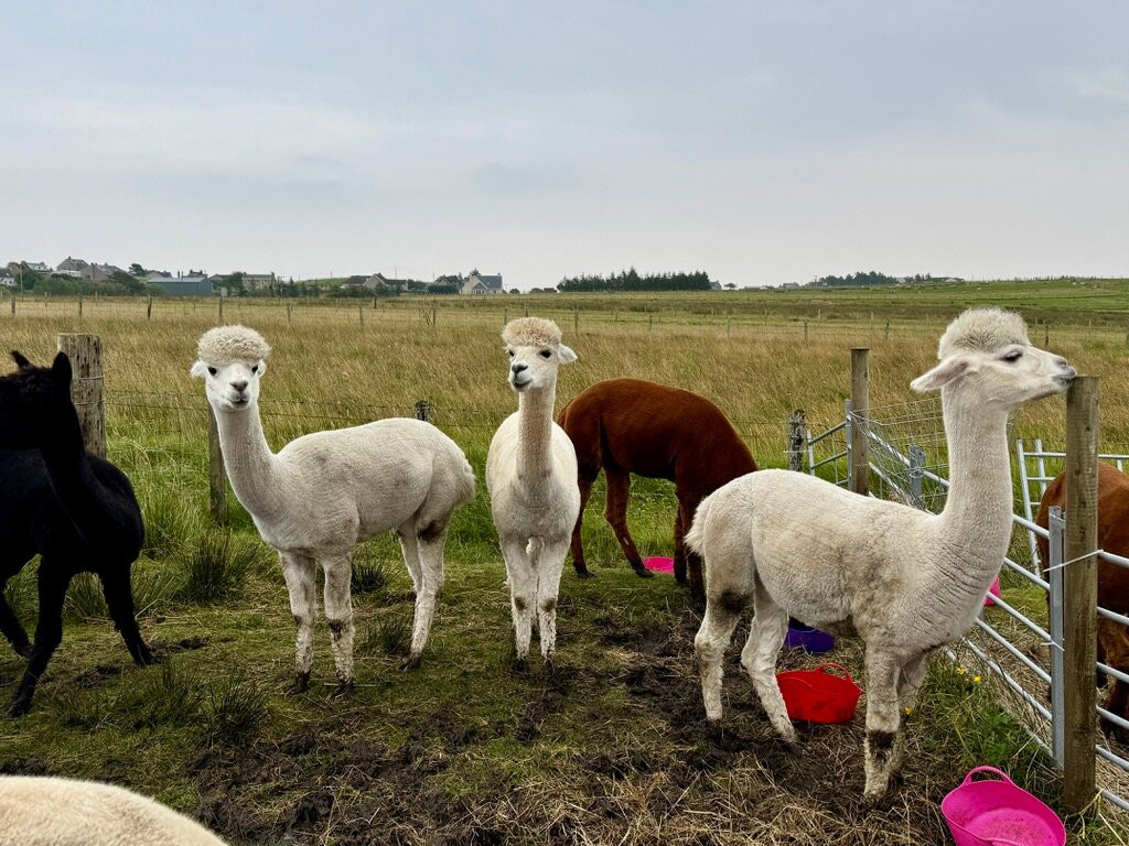 Alpacan - Alpacas of the Outer Hebrides景点图片
