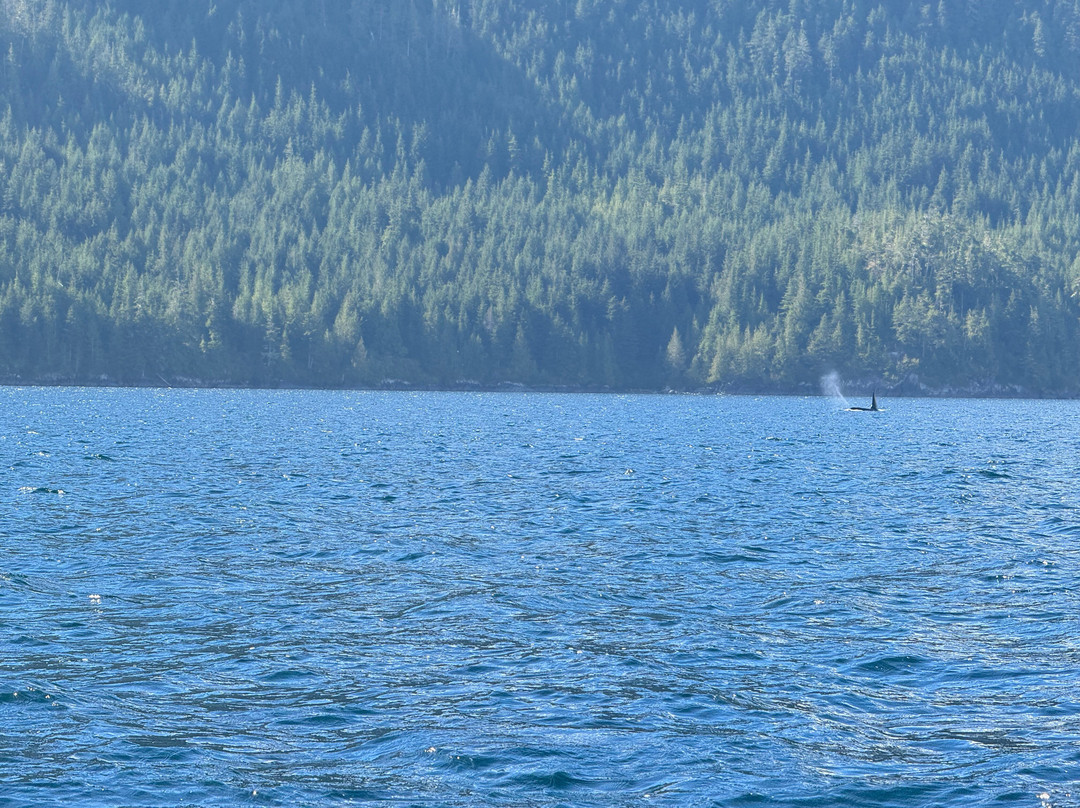 Seasmoke Whale Watching-Alert Bay必去景点
