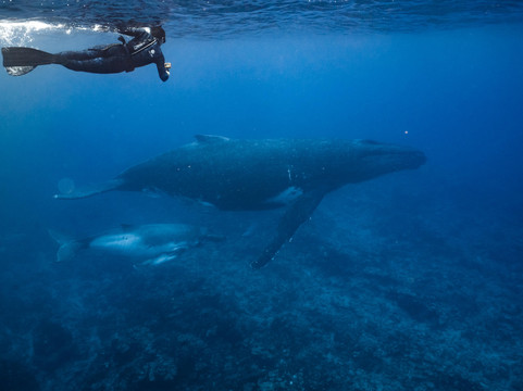 One With Whales-Rurutu必去景点