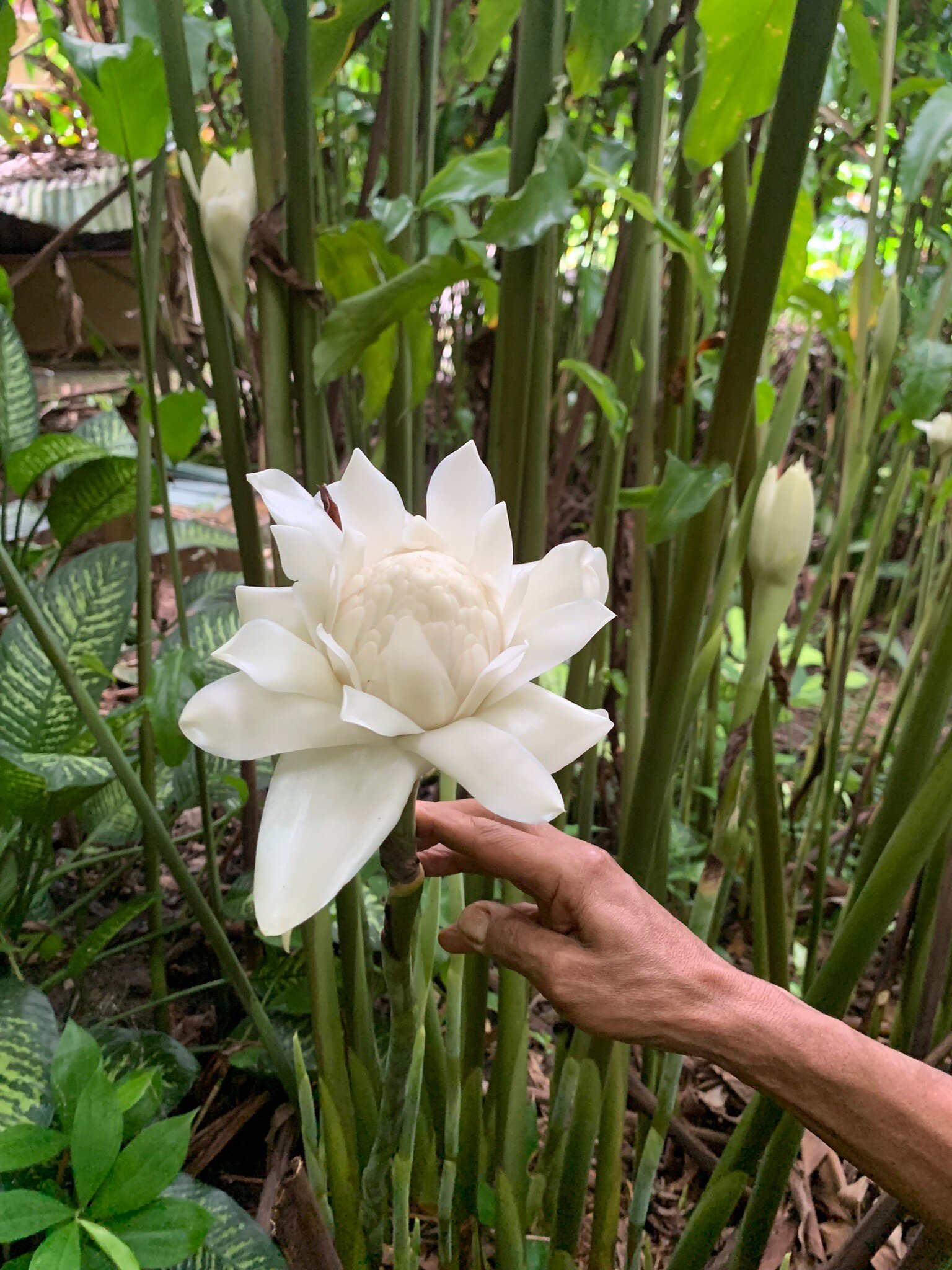 Kot Man-Ya Exotic Flower Garden用户实拍