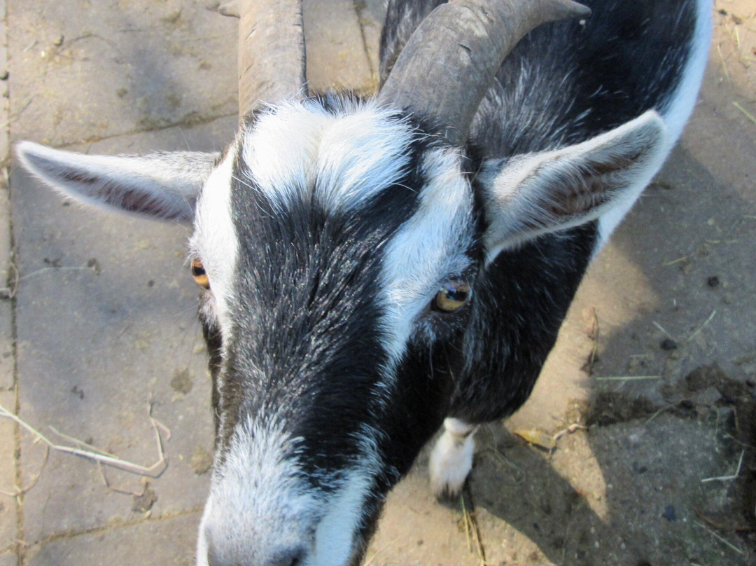 Buttercups Sanctuary for Goats景点图片