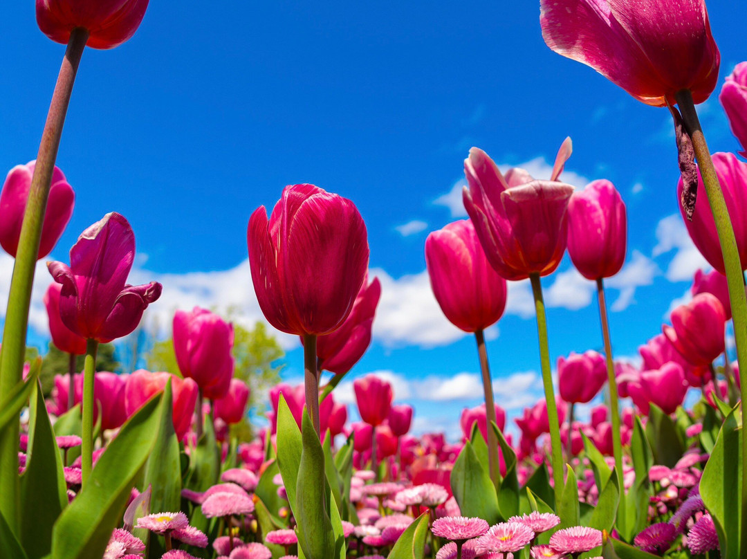 Floriade景点图片