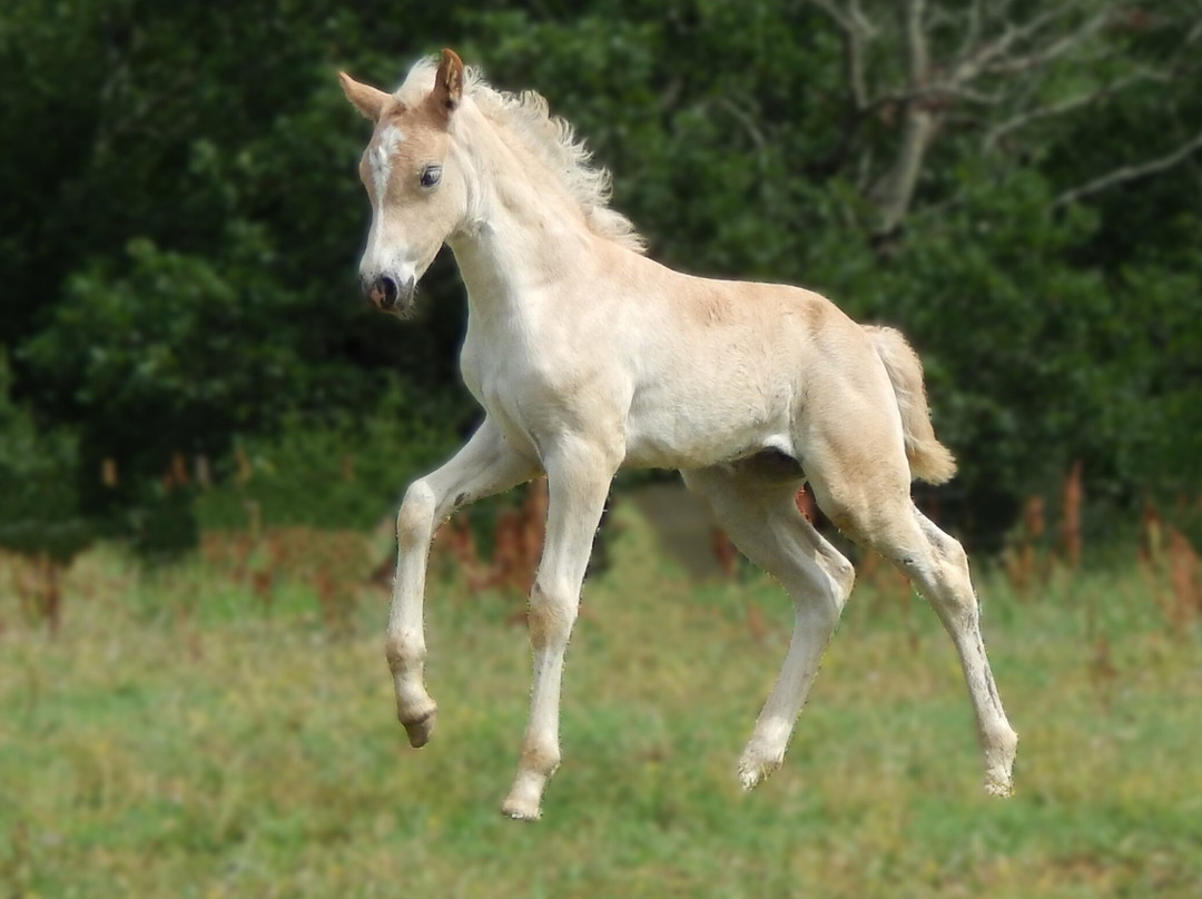 Equitation Chavetourte-Saint-Alban-Auriolles必去景点
