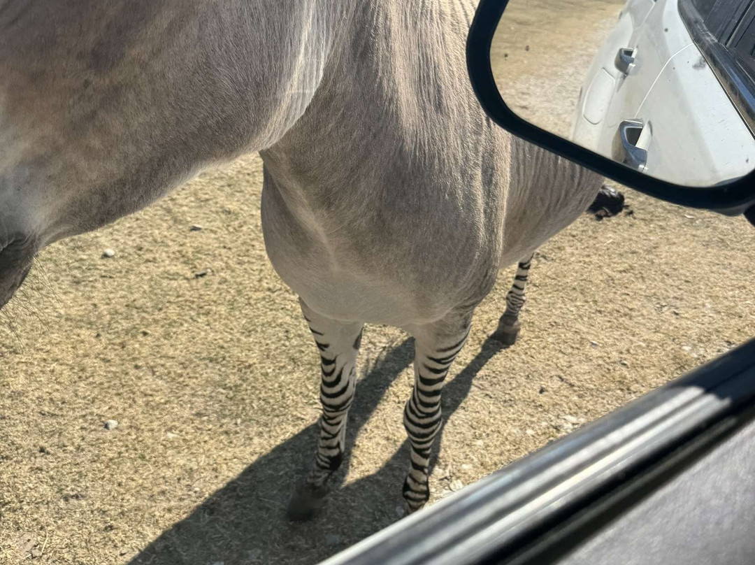 Wild Country Safari Park景点图片