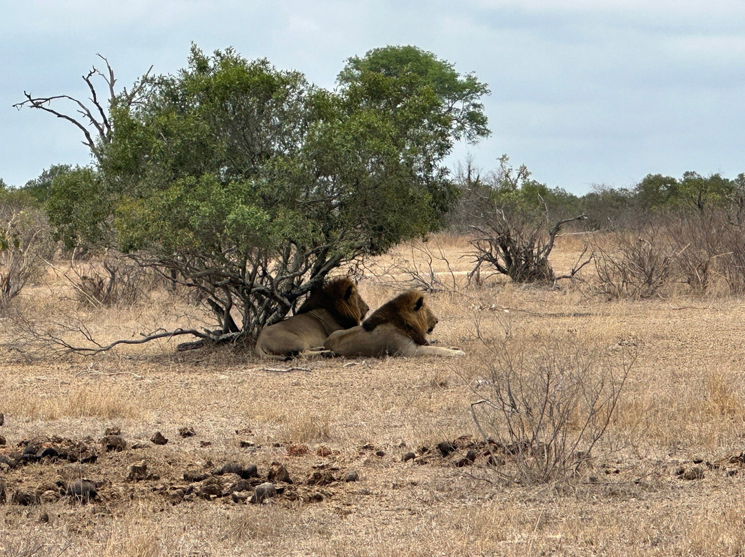 On Safari Africa - Kruger National Park景点图片