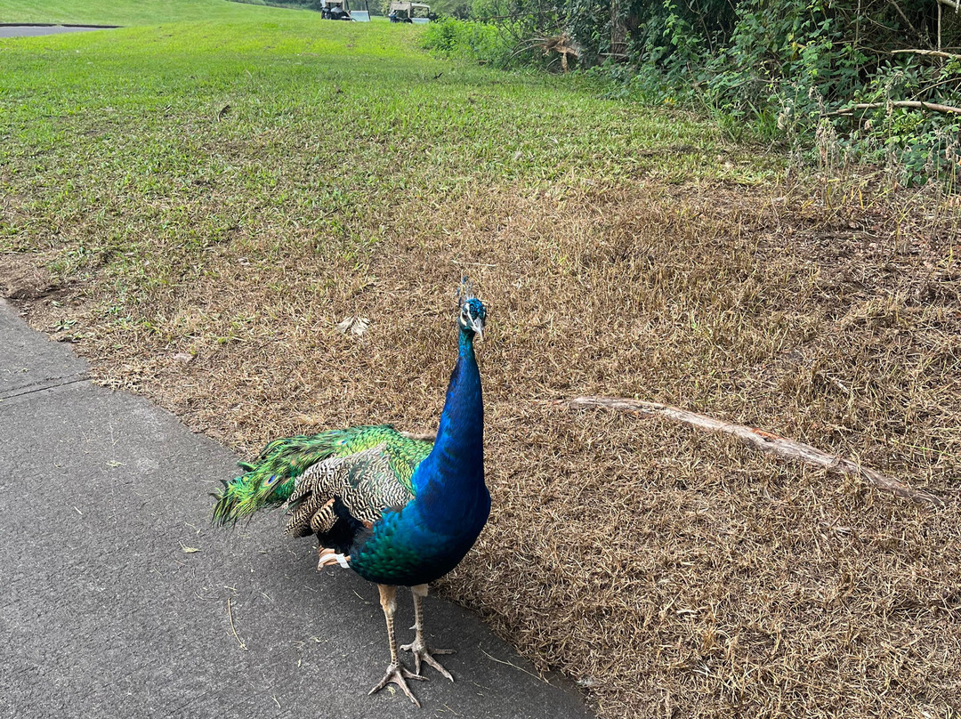 夏威夷马克磊乡村高尔夫俱乐部-凯鲁瓦-柯纳必去景点