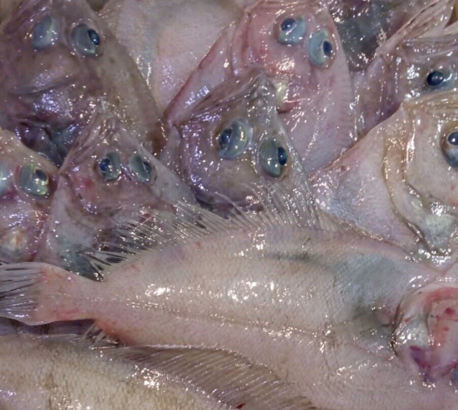 Mercato Del Pesce - Mogliano Veneto-莫利亚诺韦内托必去景点