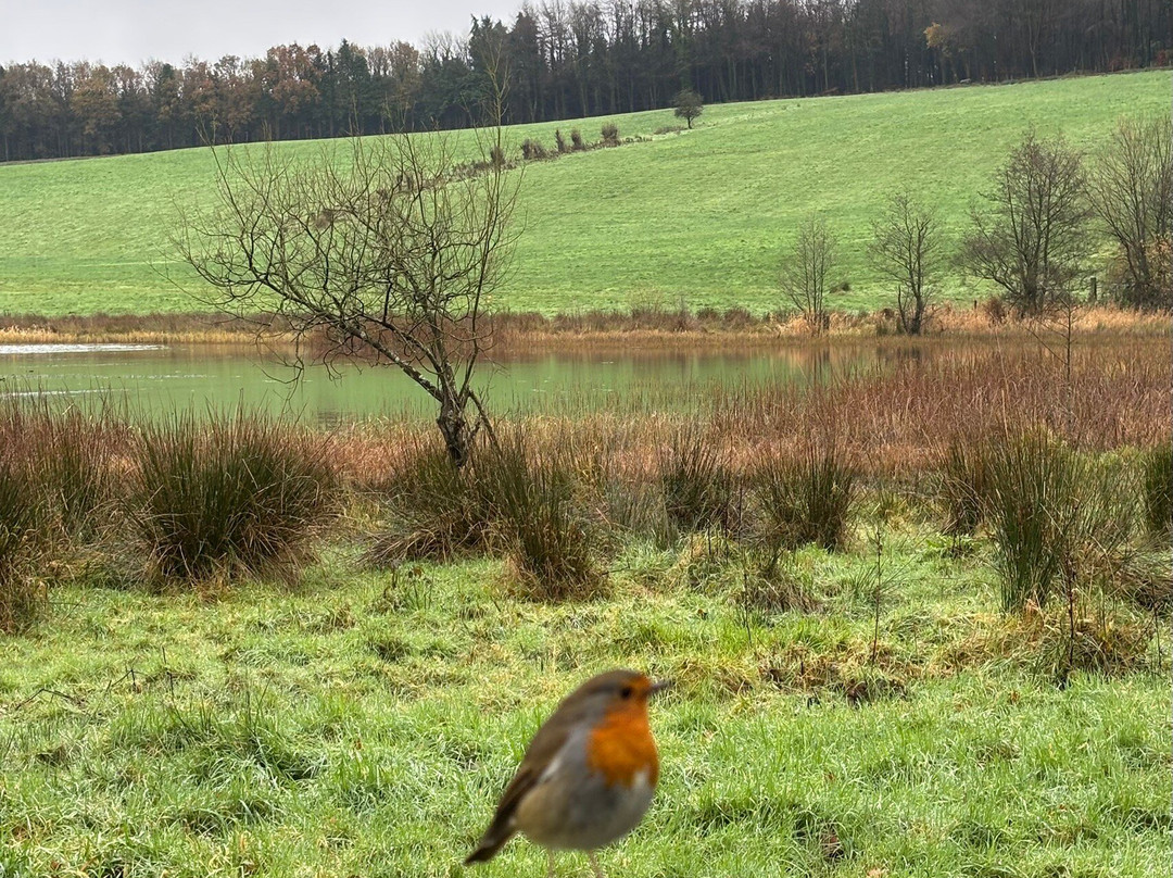 Rossmore Forest Park, Monaghan-Monaghan必去景点