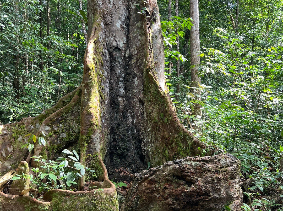 La Montagne des Singes-Kourou必去景点