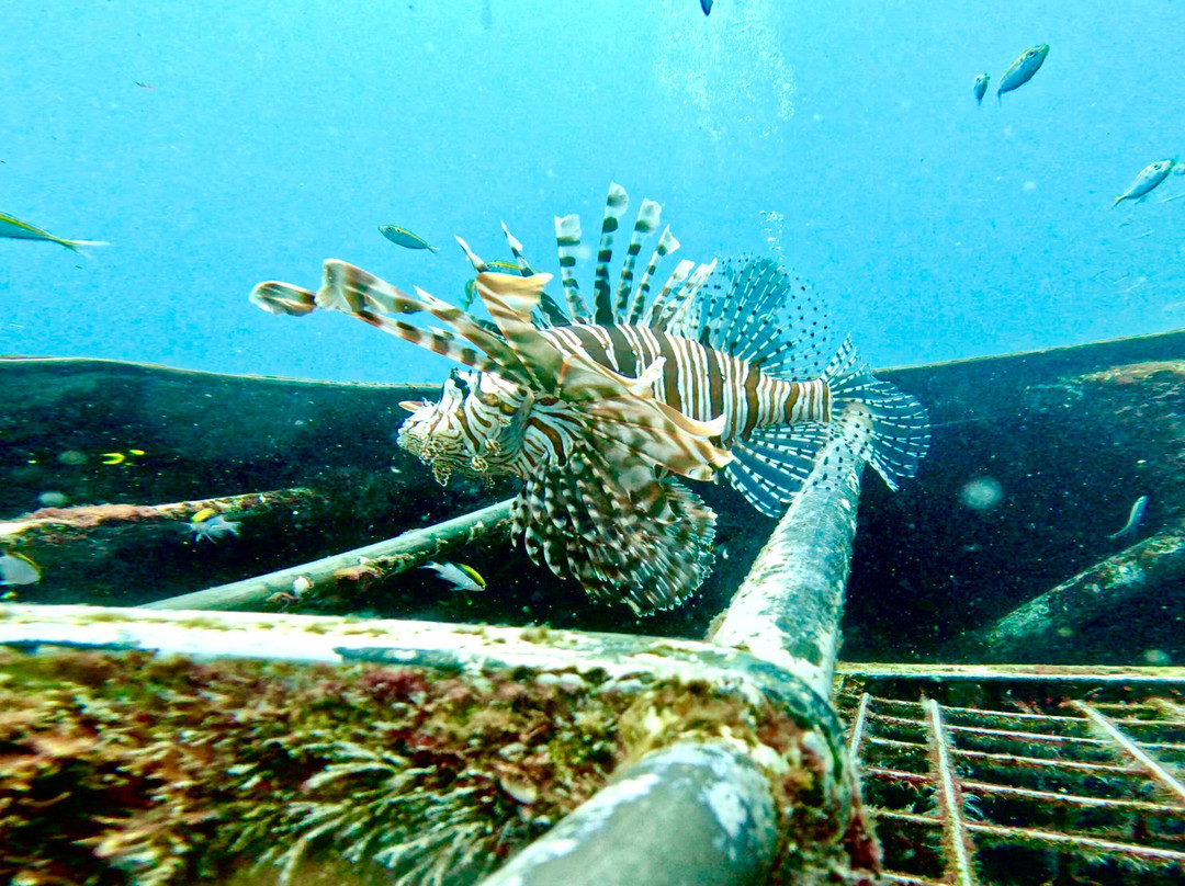 K'gari Salty Safaris-赫维湾必去景点