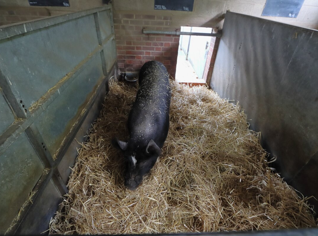 Wimpole Home Farm-Arrington必去景点