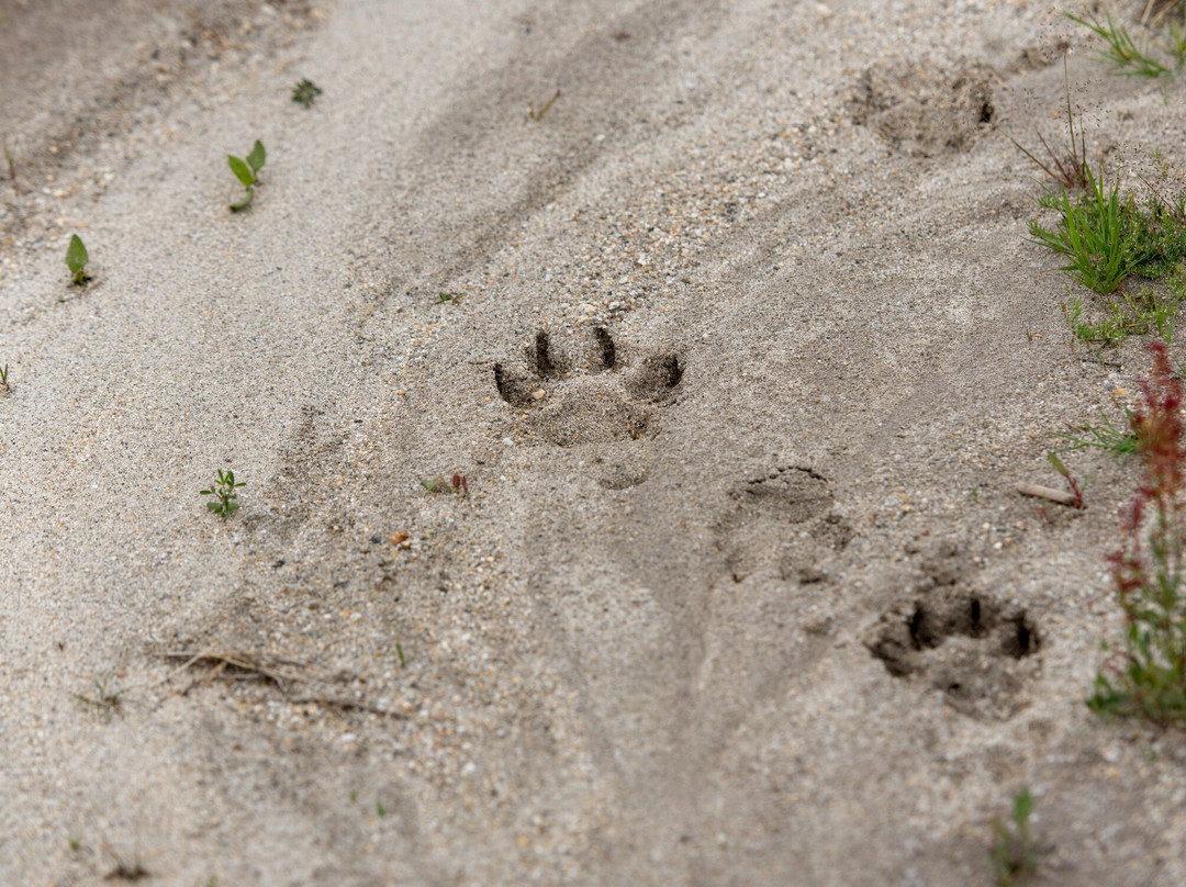 Rewilding Portugal - Touristic Experiences-Pinhel必去景点