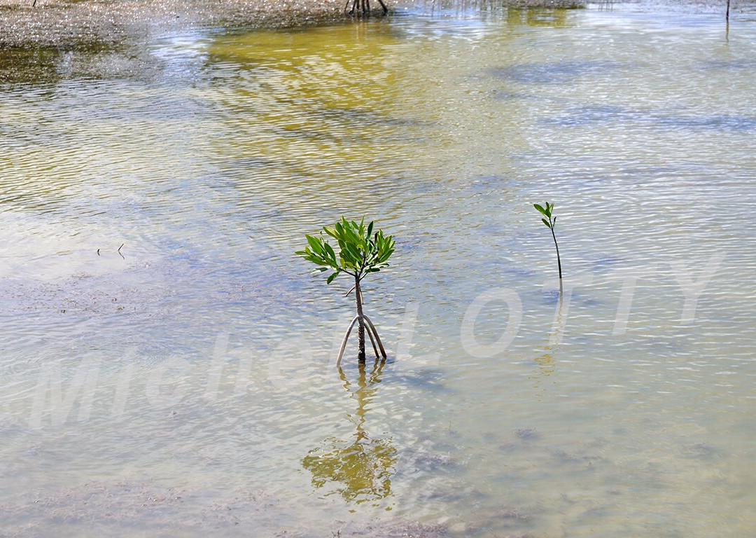 Etang des Salines-Sainte-Anne必去景点