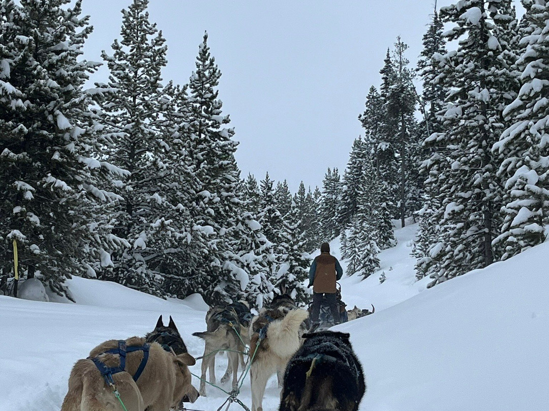 Spirit of the North Sled Dog Adventures景点图片