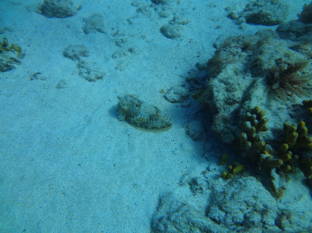 Buceo La Graciosa景点图片