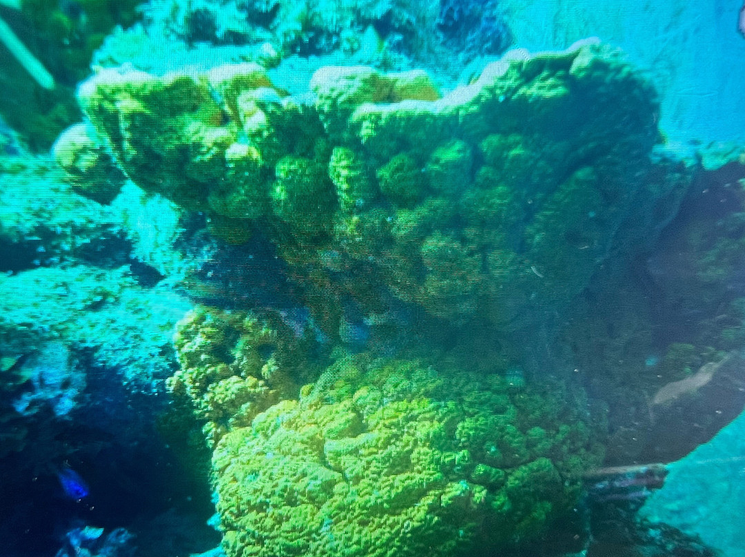 Wannadive Bonaire-Kralendijk必去景点