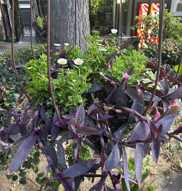 Alamo Inn & Suites主图