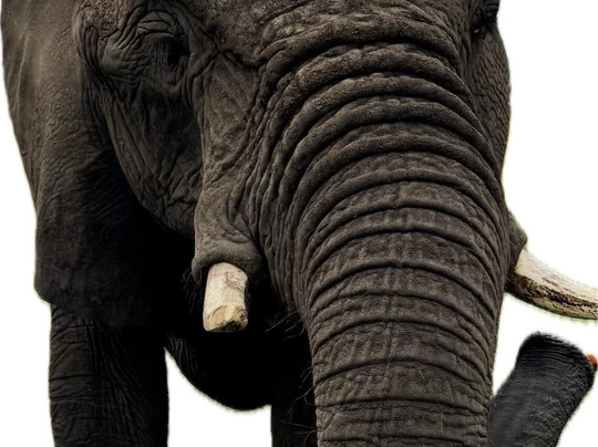 Budget Safaris Durban-德班必去景点