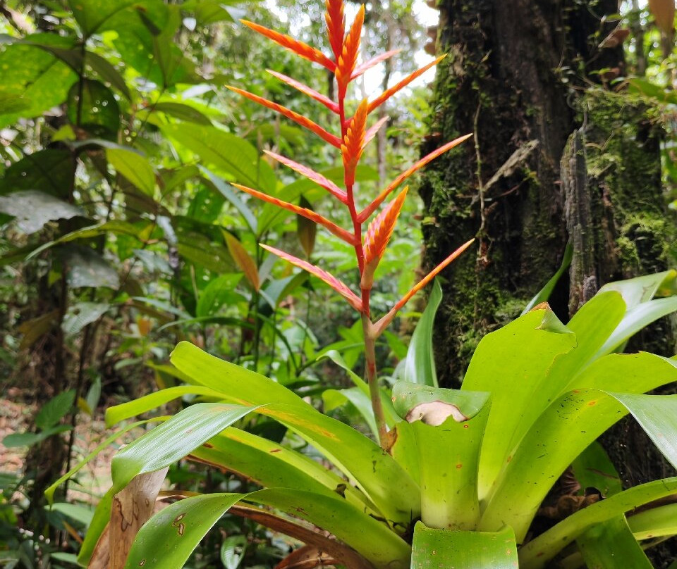 Podocarpus National Park-Zamora必去景点