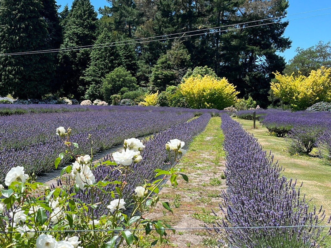 Lauren's Lavender Farm景点图片