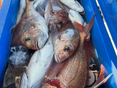 Target Fishing Charters-派希亚必去景点