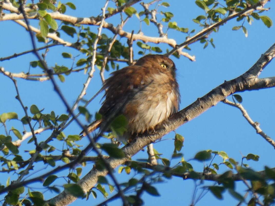 San Pancho Bird Observatory