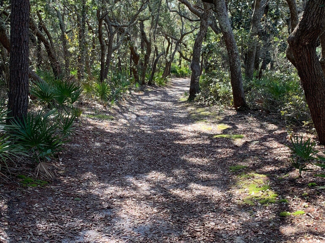 Camp Helen State Park景点图片